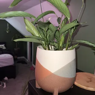 Cute pot &amp; plant