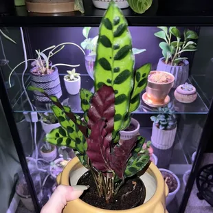 Rattlesnake plant &amp; cute yellow pot