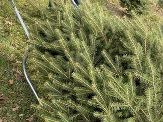 Dealker's Farm Christmas Trees