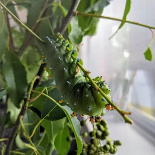 Caterpillar (very hungry one?)