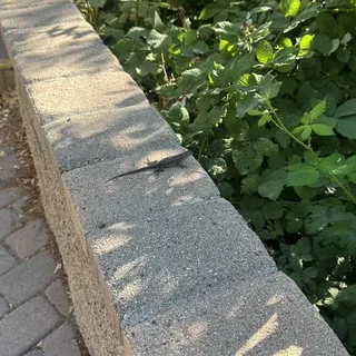 R M.
