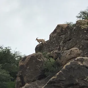 I didn't get photos of food because eaten too quickly but here are billies on near by mountains:-)