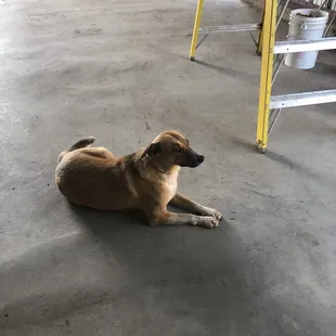 a dog laying on the floor