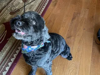 The Barking Lot