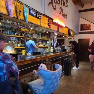 Bar area (bonus cameo dog!)