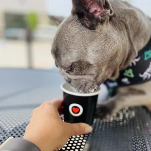 a dog drinking from a cup