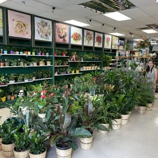 The best and heathy house plantes