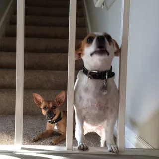 Beagle F.