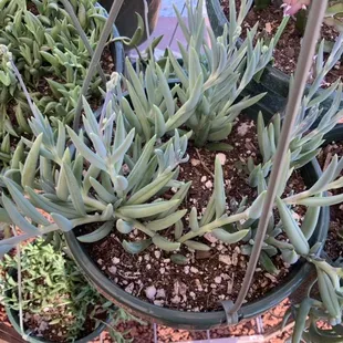 Hanging succulents