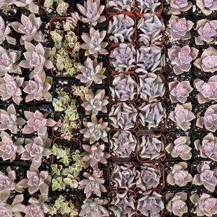 2 inch succulents