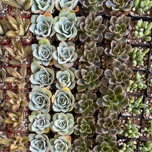 2 inch succulents