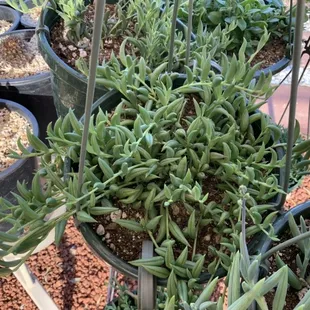 Hanging succulents
