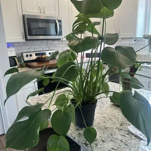 Monstera