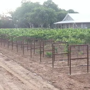 Making a New Mexico Wine, Different varieties of Wine. Chambourcin, Marechal Foch, Leon Millot, Golden Muscat, Cayuga White, Vidal Blanc.