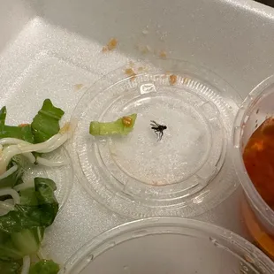 I loved going to this spot but I found this little guy in my takeout Vermicelli. I got so grossed out and won&apos;t come back anymore.
