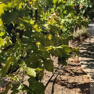 LVVR Sparkling Cellars
