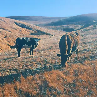 Lynch Canyon Open Space