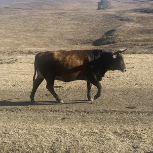Lynch Canyon Open Space