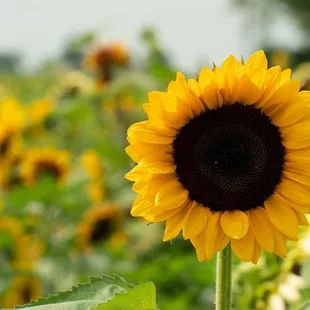 Sunflowers at Smiles of Sunflowers