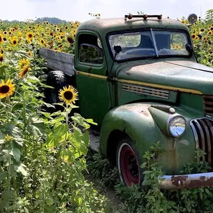 Smiles of Sunflowers
