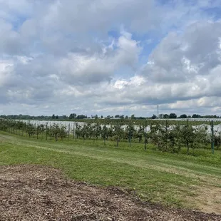 Apple orchard