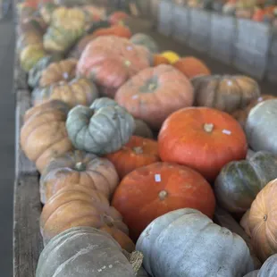 Aisles and aisle of specialty pumpkins