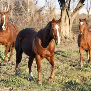 Coming in for breakfast