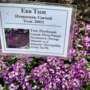 Roses are identified, information on each end of the rose row