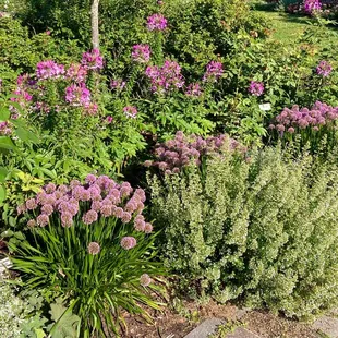 Flowering border in early August