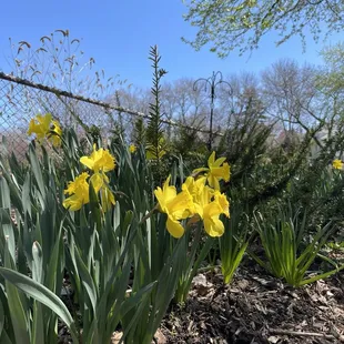 Along the entrance to the rose garden.