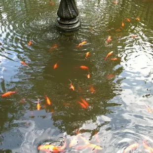 Koi pond