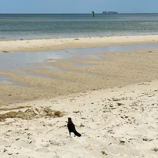Hey there little fella