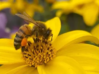Suburban Lawn & Garden