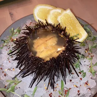 Fresh sea urchin