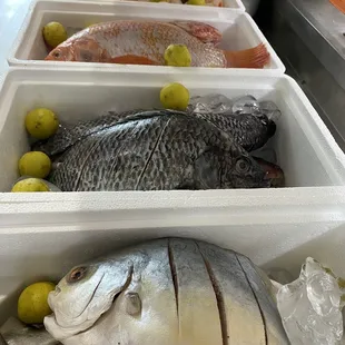 fresh fish in containers