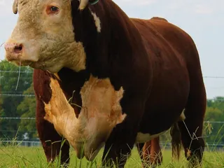 The Market at 216 Ranch