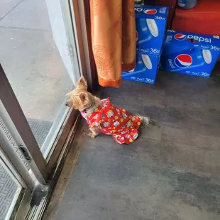 This is their guard dog...so cute!