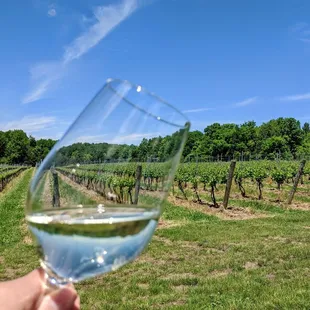 Gazing out into the vines!