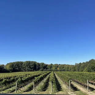 Vineyards out back