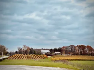 South River Vineyard