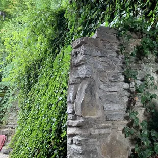 The greenery on their back patio area!