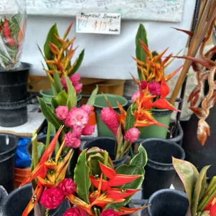 Tropical flowers