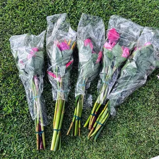 Tropical Flowers