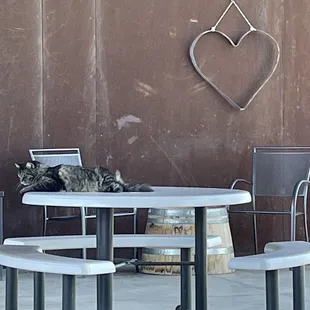 a cat sleeping on a table