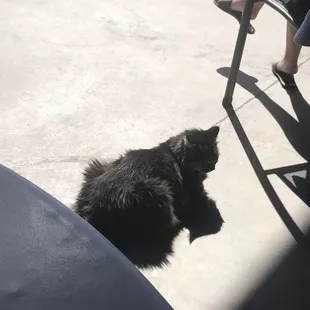 Meow meow shhhhh sleepy