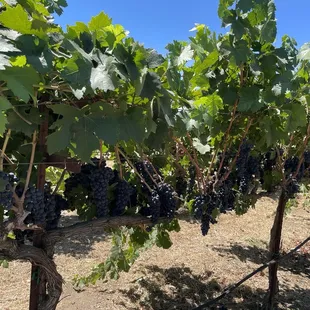 rows of grapes in a vineyard