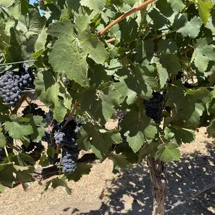 a bunch of grapes on the vine