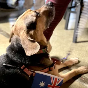 a dog with a australian flag on its collar