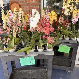 Gorgeous orchids for sale