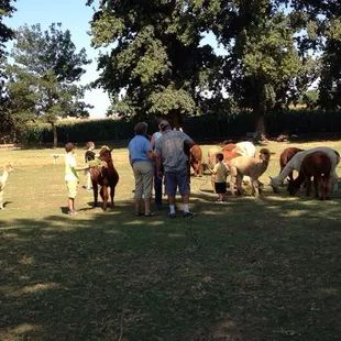 Hanging out with the alpacas!